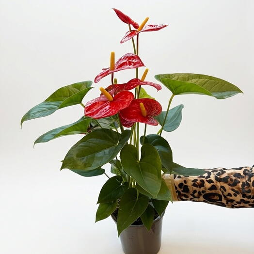 Buyuk Boy Saksıda Kırmızı Antoryum (Anthurium)