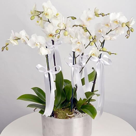5 Dallı Beyaz Orkide