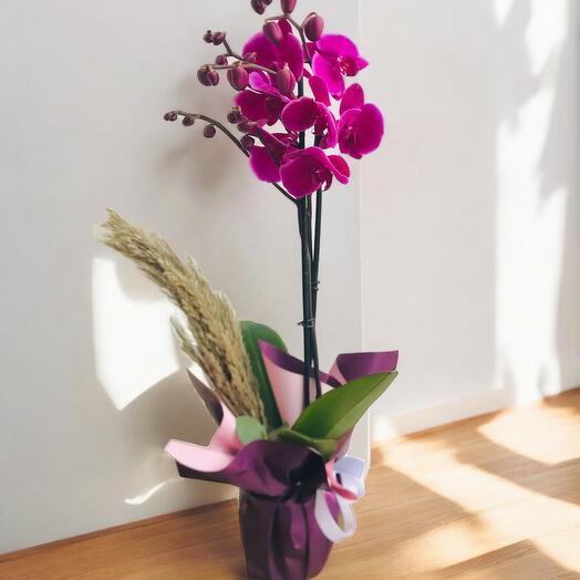 İthal Mor Orkide Saksı Çiçeği