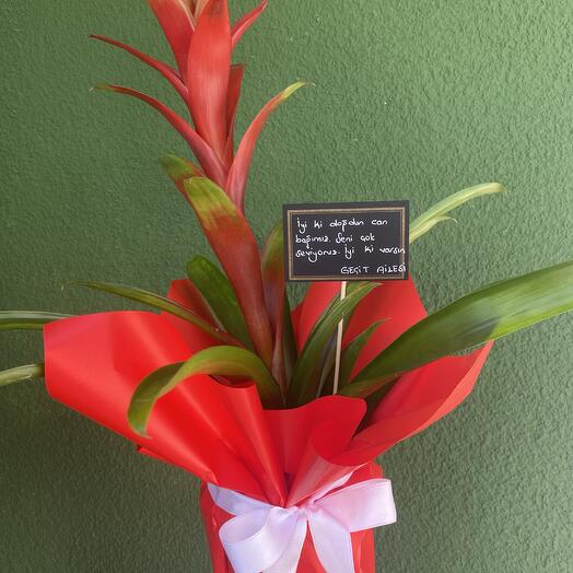 Guzmania