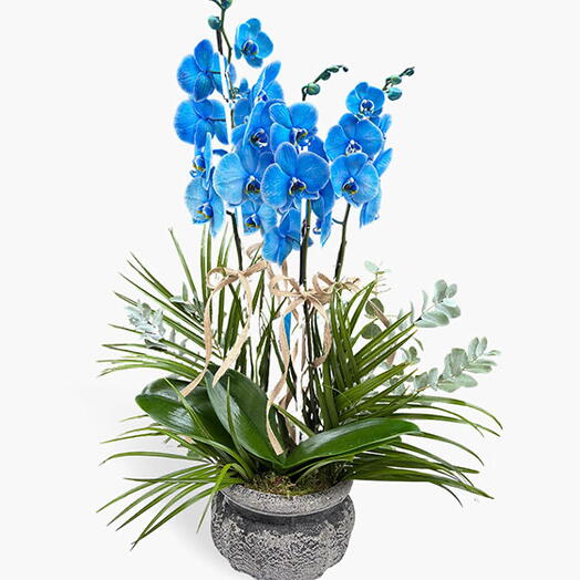 Dekoratif Dort Dallı Mavi Orkide