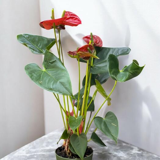 Anthurium (Flamingo Çiçeği)