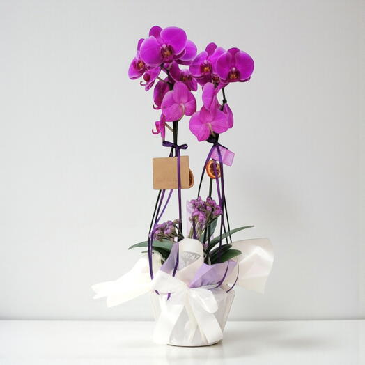 Mor orkide