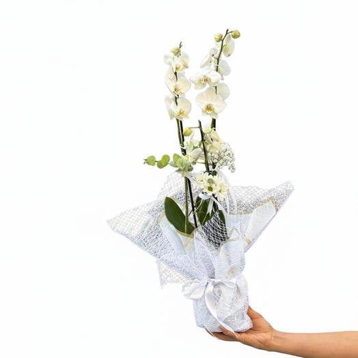 Beyaz Çift Dallı İthal Orkide – Zarif ve Şık Saksı Çiçeği