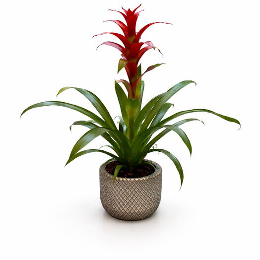 Dekoratif Saksıda Kırmızı Guzmanya