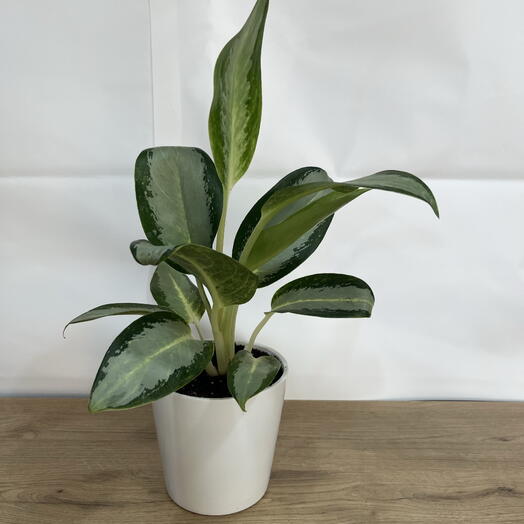 Çin Herdemyeşili (Aglaonema)