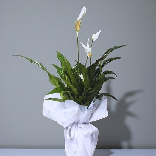 Spathiphyllum, the Elegance of Nature in Your Homes