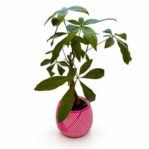 Pembe Saksıda Para Ağacı