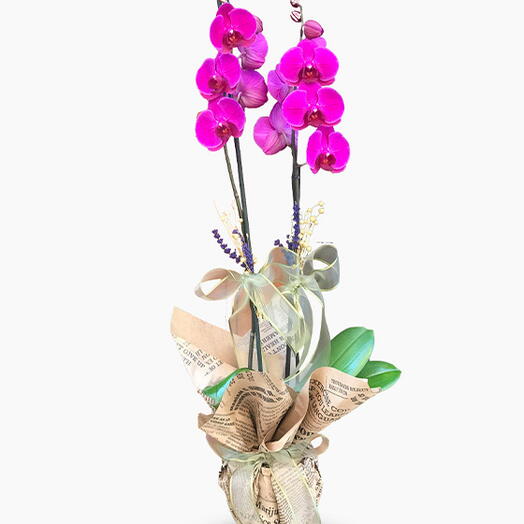 Asaletli Mor 2 Dal Orkide Çiçeği