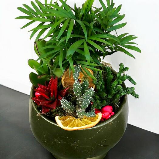 Terrarium in a Ceramic Vase