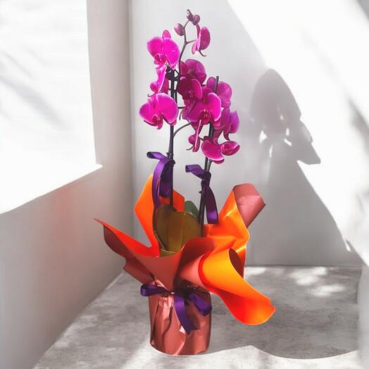 Double Stem Purple Orchid