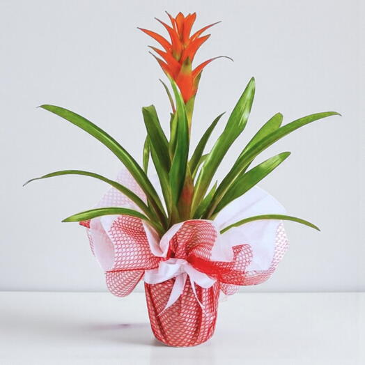 Saksıda Guzmania