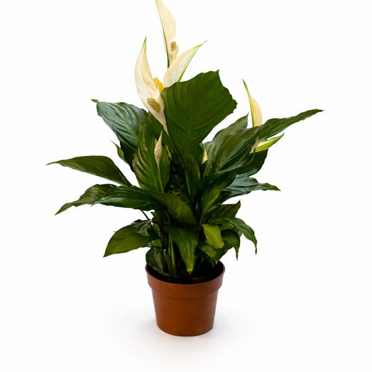 Orta Boy Barış Çiçeği