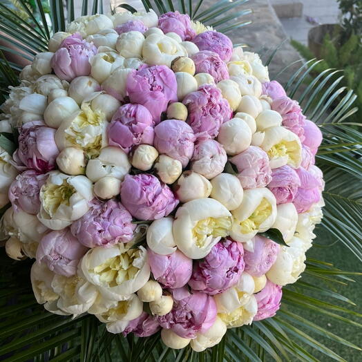 Beyaz ve pembe şakayıklar