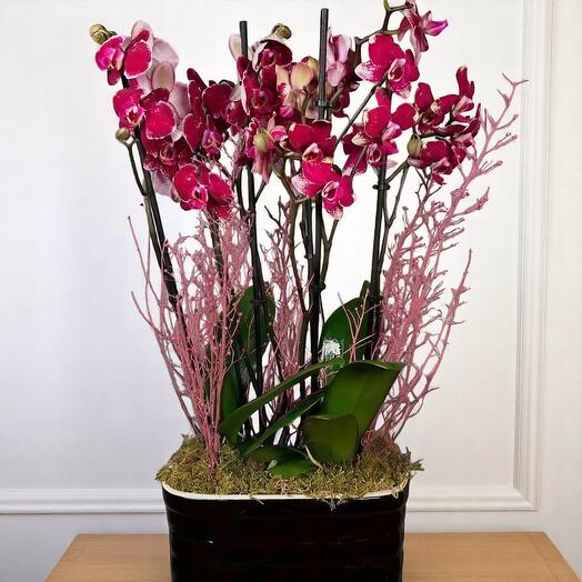 Ateş Renkli Phalaenopsis Orkide Aranjmanı – Dekoratif Saksıda