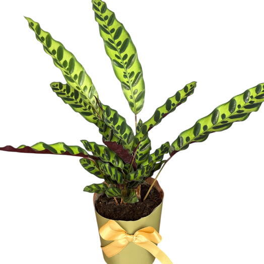 Calathea lancifolia