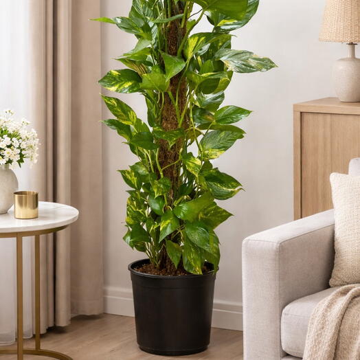 🌲150cm Lemon Cypress (Cupressus macrocarpa) – Large Potted Plant |