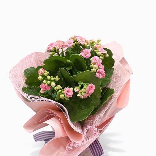 Pembe Kalanchoe Saksı Çiçeği