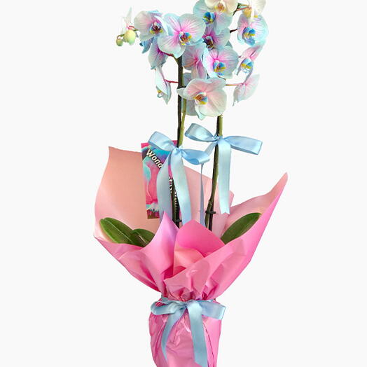 Alacalı Mavi Orkide