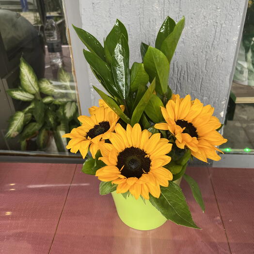 Zamia saksı suslemeli