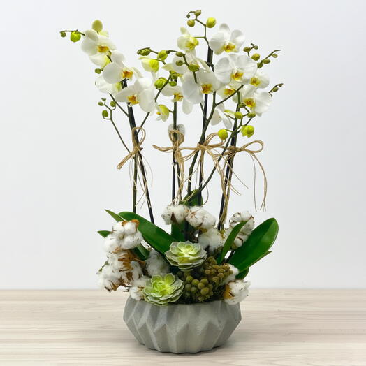 Çift dallı orkideli arajman