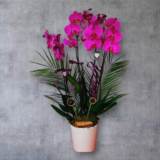 4 dal  Mor orkide