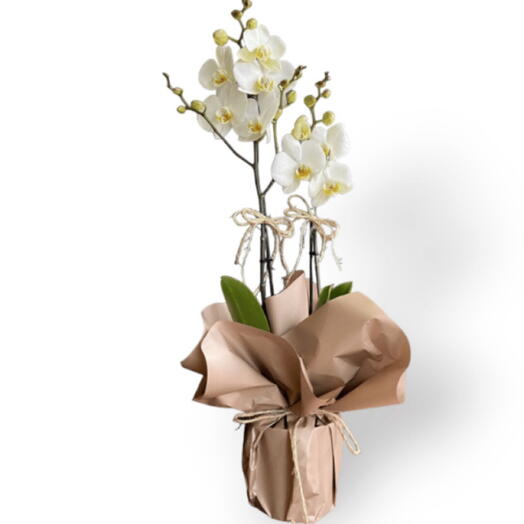 Kraft Kâğıtta Çiftli Beyaz Orkide