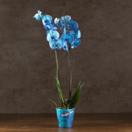 Orkide Phalaenopsis mavi