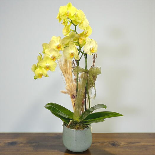 Limon Yeşili Orkide