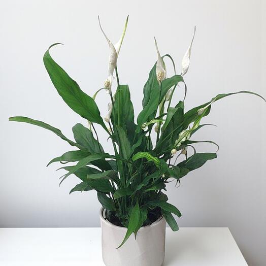 Spathiphyllum (Barış Çiçeği) – Şık Saksıda İç Mekan Bitkisi