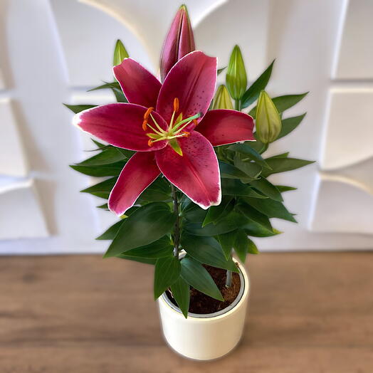 Saksı Zambak Çiçeği