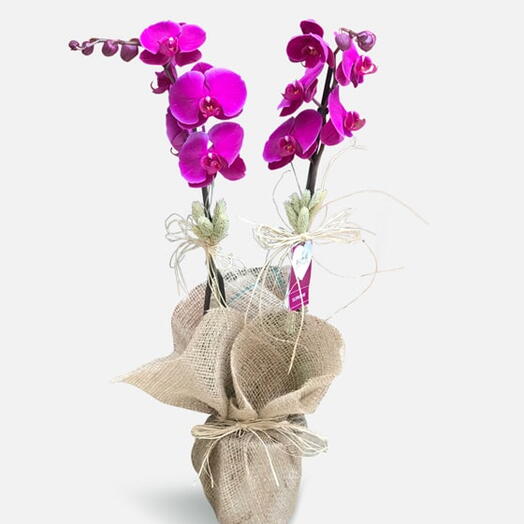 Lolita Double Mor Orkide