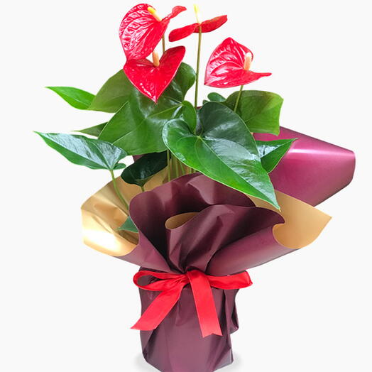 Kırmızı Çiçekli Antoryum