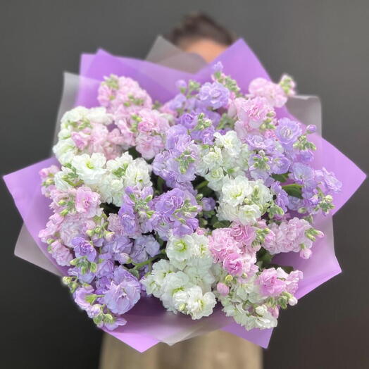 Sweet Matthiola
