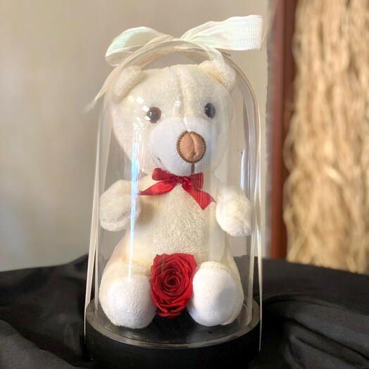 Fanus ayıcıklı gul