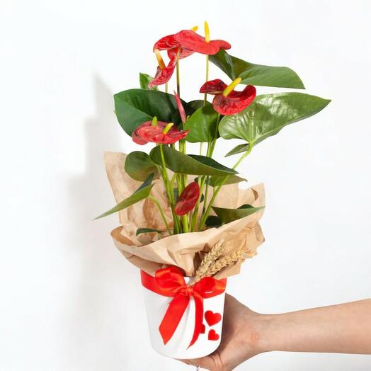 Potted anthurium