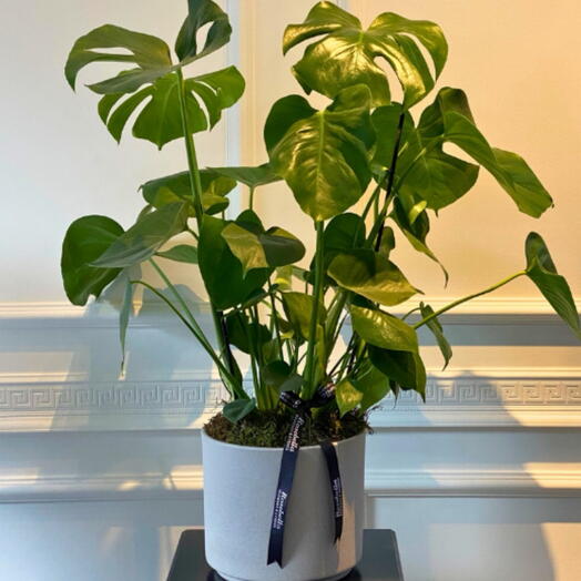 Monstera Deve Tabanı