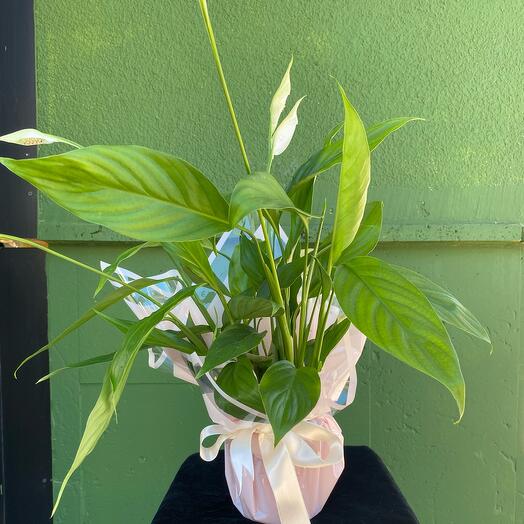 Peace Lily