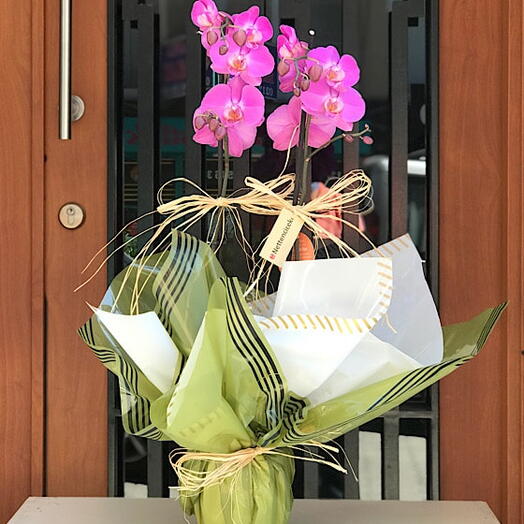 2 Dallı Mor Orkide Çiçeği