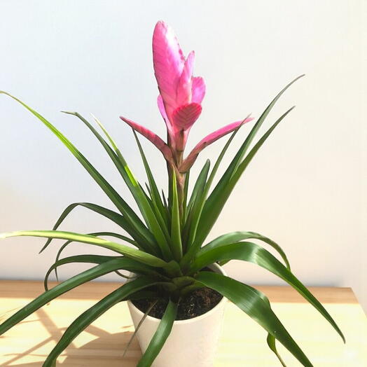 Viresia Carinata Pink