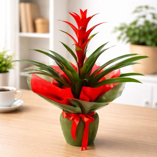 Red Guzmania Potted Plant | Live Tropical Plant
