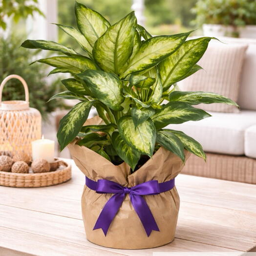Dieffenbachia (Camilla) Potted Plant 🌿