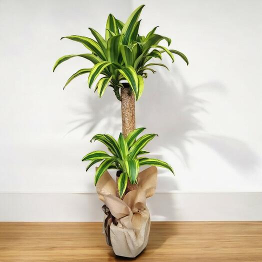 Masengena 3-Pack Potted Plant