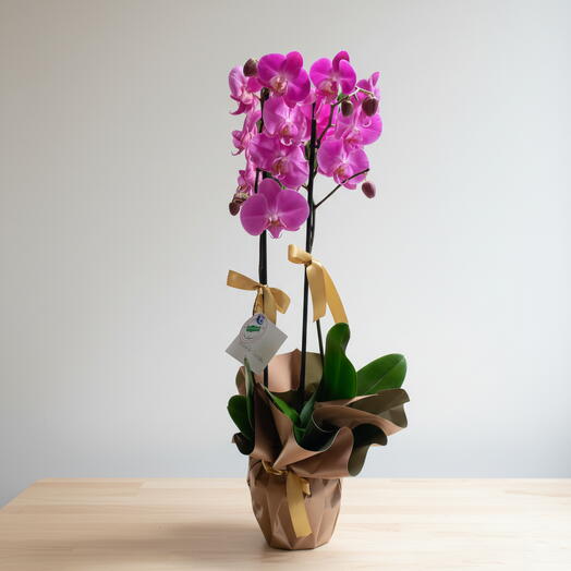 Çift Dal Mor Orkide