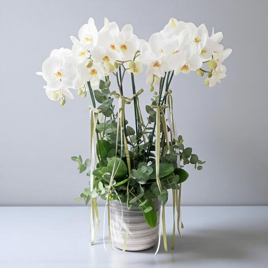 Saksıda beyaz orkide