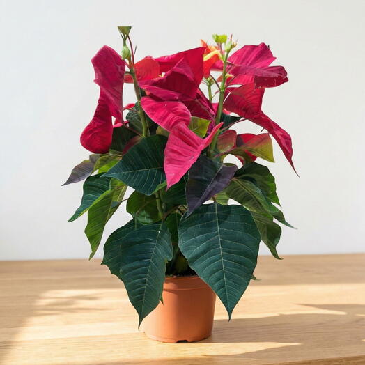 Euphorbia Pulcherrima (Ataturk Flower) – Magnificent Colorful Flower