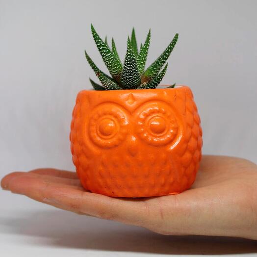 Kaktus Sevimli Baykus Dekoratif Saksi  Canli Sukulent Bitkili