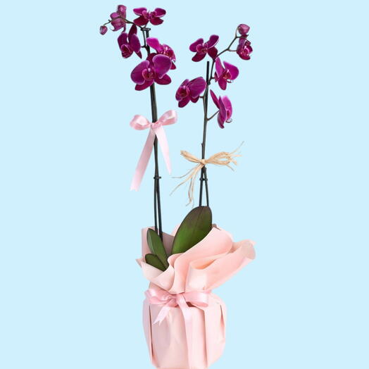 Saksıda Çiftli Mor Orkide Iç mekan bitkisi anneler gunu çiçeği