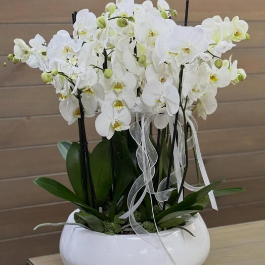 Potted white orchid