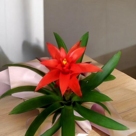 Guzmania Kırmızı İç Mekan Bitkisi